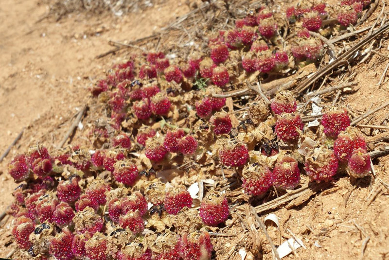 Mesembryanthemum  cristallinum/ Erba cristallina comune